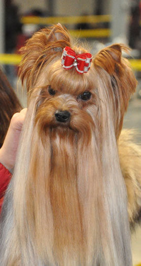 Cinderella Of New Deal yorkshire terrier