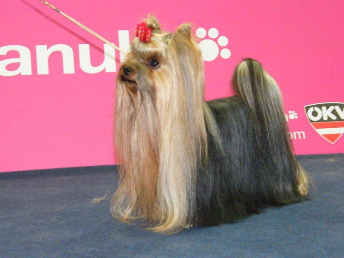 Classic Of New Deal yorkshire terrier