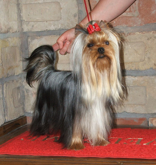 Dinky Of New Deal yorkshire terrier