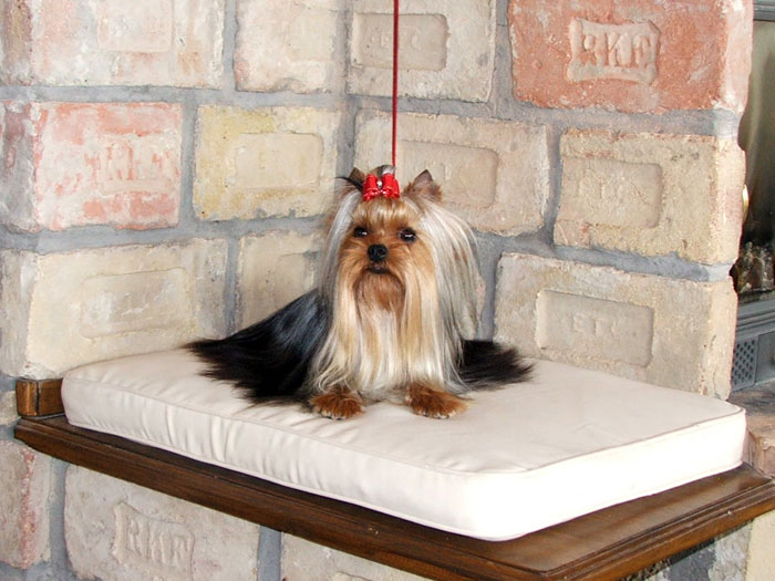 Dinky Of New Deal yorkshire terrier