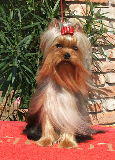 Dinky Of New Deal yorkshire terrier