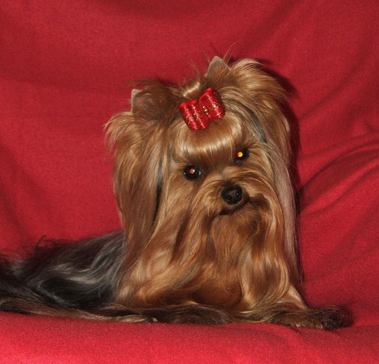 Fianna Of New Deal yorkshire terrier