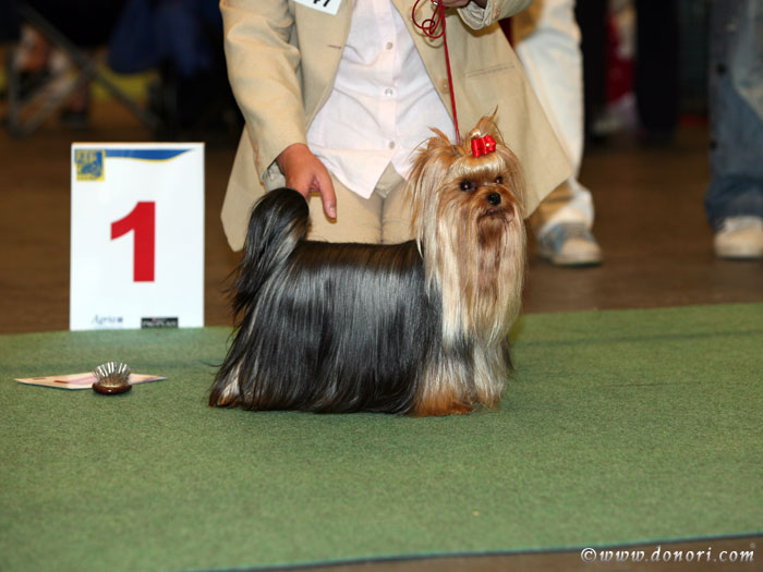 Fianna Of New Deal yorkshire terrier