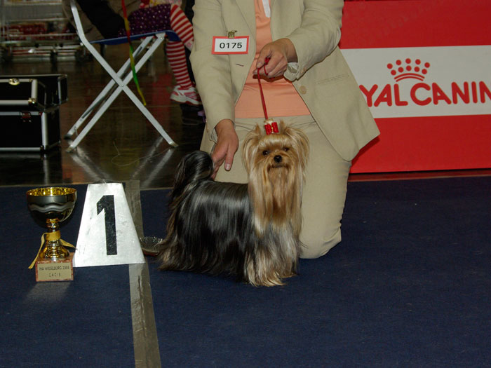 Fianna Of New Deal yorkshire terrier