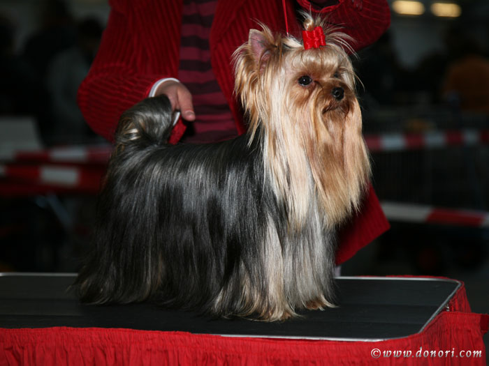 Fianna Of New Deal yorkshire terrier