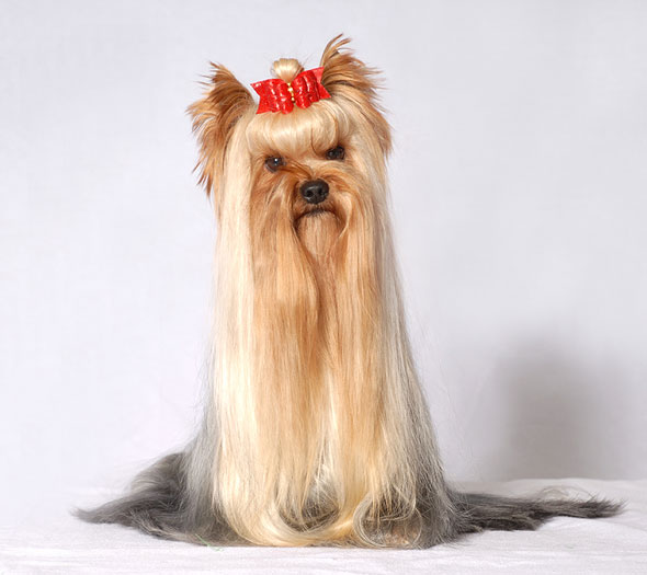 Jolly-Jocker Of New Deal yorkshire terrier