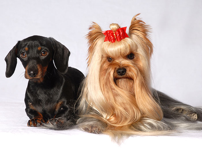 Jolly-Jocker Of New Deal yorkshire terrier