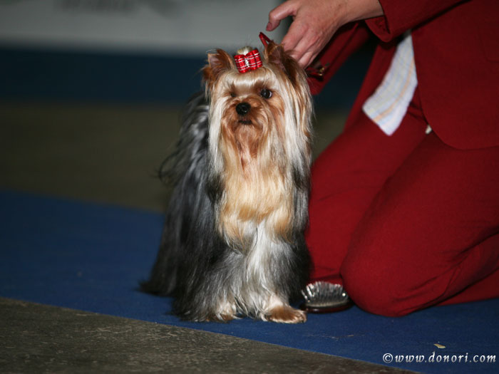 Jolly-Jocker Of New Deal yorkshire terrier