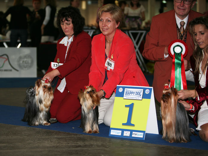 Jolly-Jocker Of New Deal yorkshire terrier