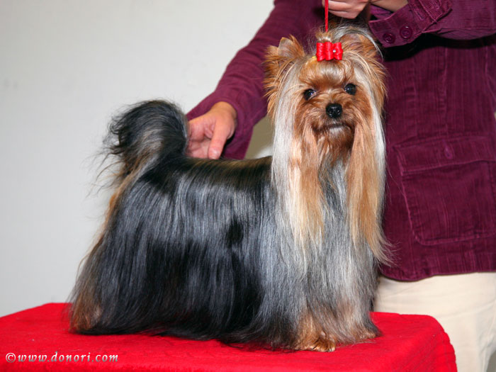 Kisses of Fire Of New Deal yorkshire terrier