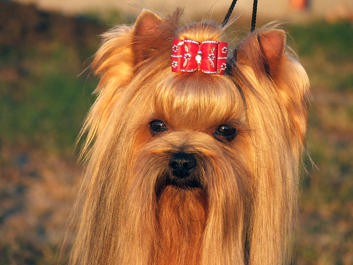 Majorette Of New Deal yorkshire terrier