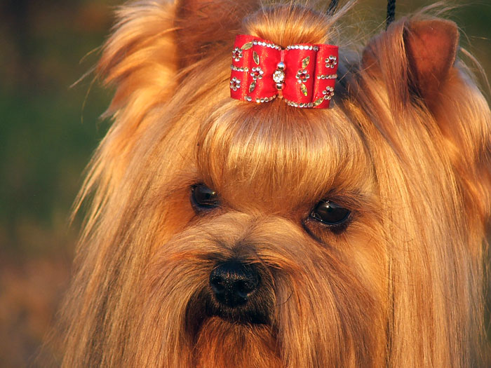 Majorette Of New Deal yorkshire terrier