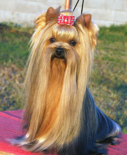 Majorette Of New Deal yorkshire terrier