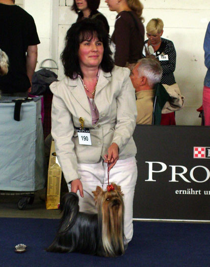 Majorette Of New Deal yorkshire terrier