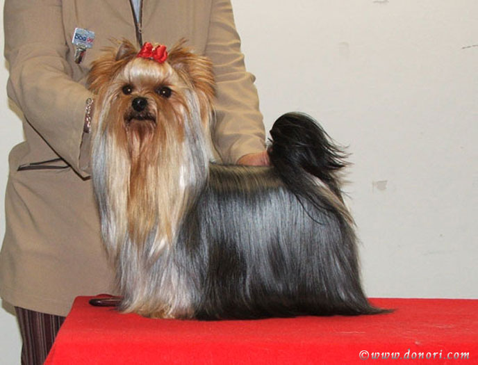 Normajean Of New Deal yorkshire terrier