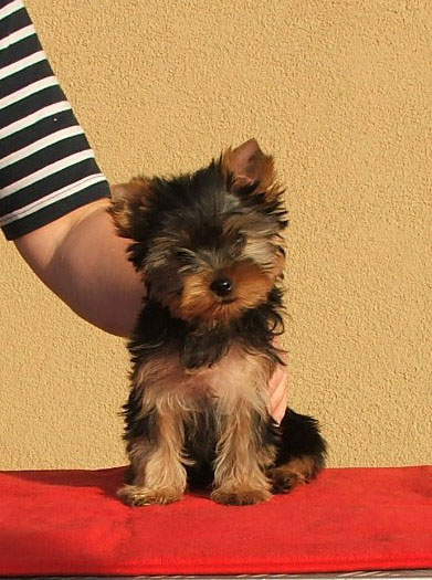 Passionate Of New Deal yorkshire terrier