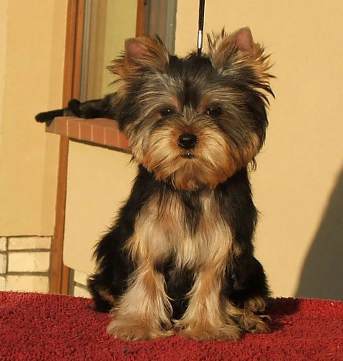 Prometheus Of New Deal yorkshire terrier