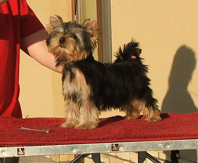 Prometheus Of New Deal yorkshire terrier