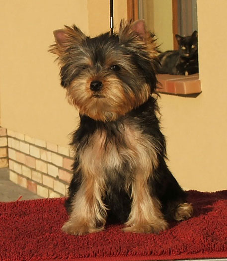 Prometheus Of New Deal yorkshire terrier