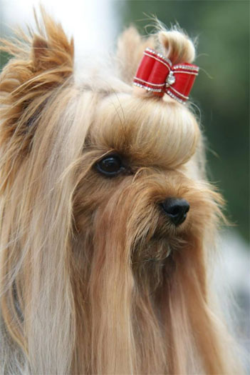 Rob-Roy Of New Deal yorkshire terrier