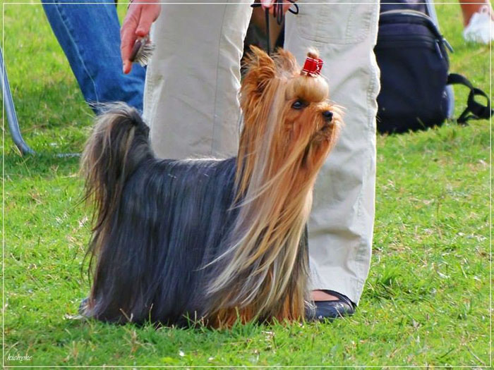 Rob-Roy Of New Deal yorkshire terrier