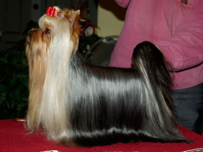 Sendy-Bell Of New Deal yorkshire terrier