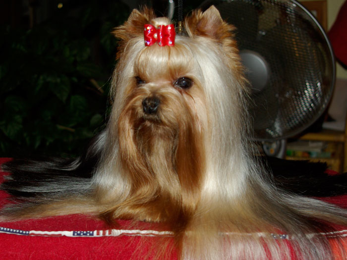 Sendy-Bell Of New Deal yorkshire terrier