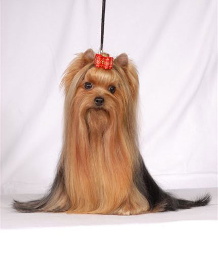 Spirit in the Magic Of New Deal yorkshire terrier