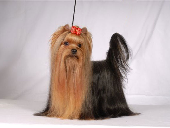 Spirit in the Magic Of New Deal yorkshire terrier