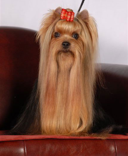 Spirit in the Magic Of New Deal yorkshire terrier