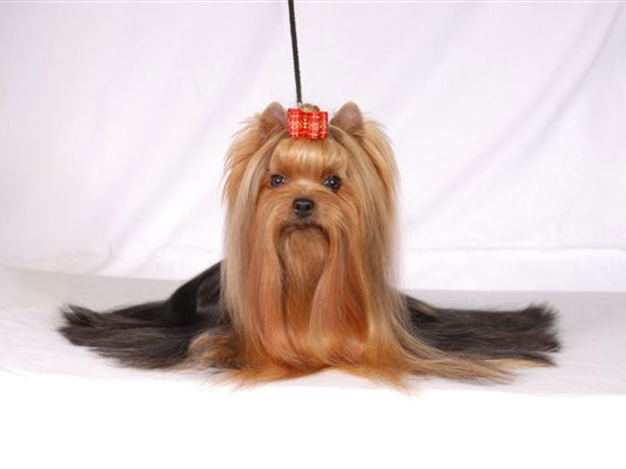 Spirit in the Magic Of New Deal yorkshire terrier