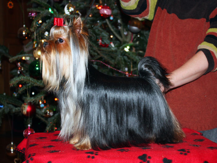 This Of New Deal yorkshire terrier