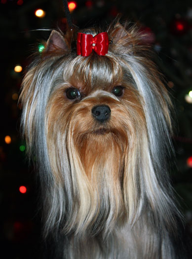 This Of New Deal yorkshire terrier