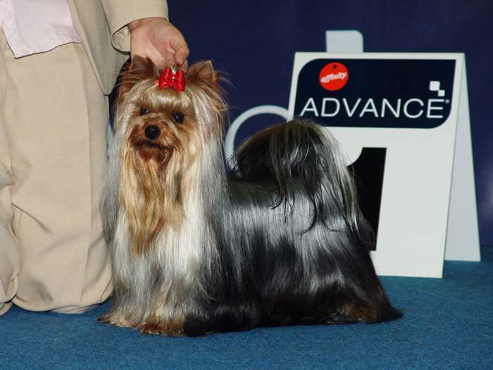 Rock and Gold Turbo yorkshire terrier