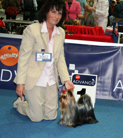 Rock and Gold Turbo yorkshire terrier