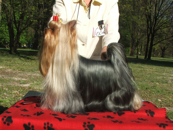 V.I.P. of Padawi's yorkshire terrier