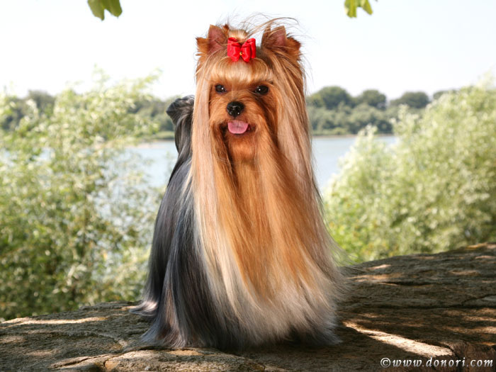 V.I.P. of Padawi's yorkshire terrier