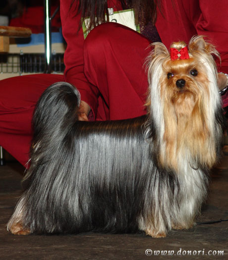 V.I.P. of Padawi's yorkshire terrier