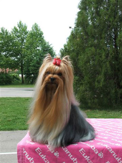 V.I.P. of Padawi's yorkshire terrier