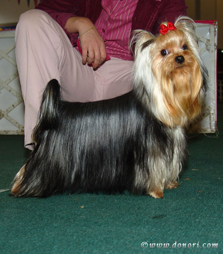 V.I.P. of Padawi's yorkshire terrier