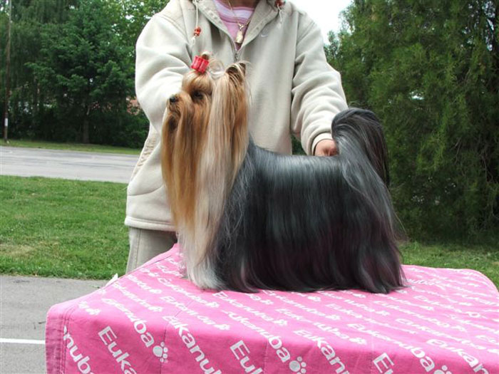 V.I.P. of Padawi's yorkshire terrier