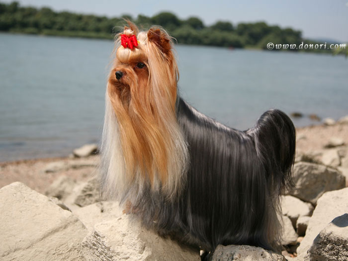 V.I.P. of Padawi's yorkshire terrier