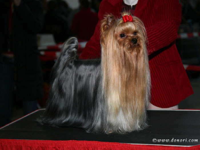 V.I.P. of Padawi's yorkshire terrier