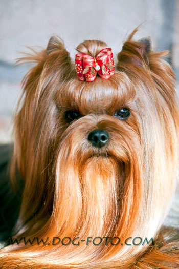 Whoops Of New Deal yorkshire terrier