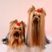 yorkshire terrier kennel