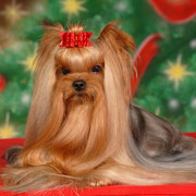 yorkshire terrier kennel