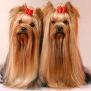 yorkshire terrier kennel