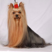 yorkshire terrier kennel