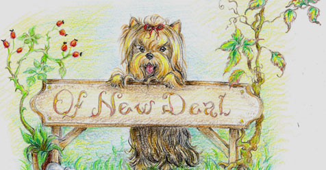 Of New Deal yorkshire terrier breeder