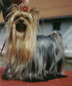 Coster Of New Deal yorkshire terrier